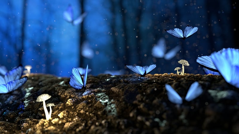 Enchanted Forest Exploration