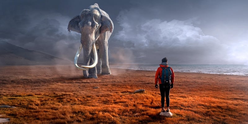 Magical Creature Encounter